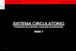 Karmelo Ikastetxea © Prof. Marian Sola 4DBH 1 SISTEMA CIRCULATORIO (Transporte de nutrientes, transporte de deshechos) TEMA 7