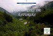 Dirección Xeneral de política Forestal LOS MONTES DE ASTURIAS