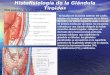 Histofisiología de la Glándula Tiroides Vista posterior de la glándula tiroides y paratiroides Vista anterior de la glándula tiroides Se localiza en la