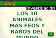 LOS 10 ANIMALES MÁS FEOS Y RAROS DEL MUNDO AUDIO Y CLICK
