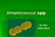 Streptococcus spp M. Paz UMG-2014. Streptococcus spp Gr. streptos = bobina, retorcido  Anaerobios facultativos  Cocos Gram (+) en cadenas y en parejas