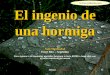 El ingenio de una hormiga Juan Mendizabal Entre Rios – Argentina Para avanzar a la siguientes pantallas presione la tecla ENTER o haga click con el botón