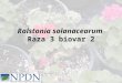 Ralstonia solanacearum Raza 3 biovar 2. Introducción Hospedantes Síntomas Transmisión Detección Control