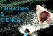 TIBURONES & CIENCA. ¿Qué se puedes hacer?  Migraciones del  El uso del hábitat  Los sensos del tiburón  La genética de tiburón  Interacciones  Biología