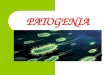 PATOGENIA. 2 INDICE Conceptos previos…………………………………4 Que es la Patogenia? ……………………………5 Tipos de infecciones bacterianas ………………..7