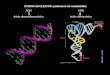 ÁCIDOS NUCLEICOS: polímeros de nucleótidos ARN ácido ribonucleico ADN ácido desoxiribonucleico