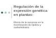 Regulación de la expresión genética en plantas: Efecto de la sacarosa en la movilización de lípidos y carbohidratos