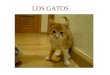 LOS GATOS. Los gatos Definición El gato es un mamífero felino doméstico, de partas cortas, cabeza redonda, pelo liso y suave y unas uñas retráctiles,