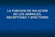 LA FUNCIÓN DE RELACIÓN DE LOS ANIMALES. RECEPTORES Y EFECTORES