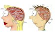 ¿Qué haremos hoy cerebro? OBJETIVO: Conocer la anatomía y funcionamiento del cerebro. Comprender la importancia