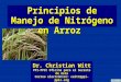 Principios de Manejo de Nitrógeno en Arroz