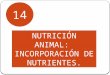 NUTRICIÓN ANIMAL:  INCORPORACIÓN DE NUTRIENTES