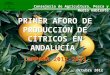 PRIMER AFORO DE PRODUCCIÓN DE CÍTRICOS EN ANDALUCÍA  CAMPAÑA 2012-2013
