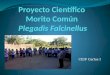 Proyecto Científico  Morito Común  Plegadis Falcinellus