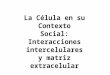 La Célula en su Contexto Social: Interacciones intercelulares y matriz extracelular