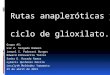 Rutas anapleróticas y  ciclo  de glioxilato