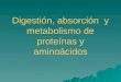 Digestión, absorción  y metabolismo de proteínas y aminoácidos