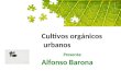 Cultivos orgánicos  urbanos Presenta: Alfonso Barona