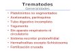 Trematodes Generalidades