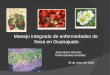 Manejo integrado de enfermedades de   fresa en Guanajuato