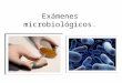 Exámenes microbiológicos