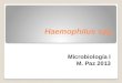 Haemophilus spp