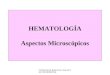 HEMATOLOGÍA Aspectos Microscópicos