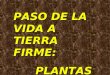 PASO DE LA VIDA A TIERRA FIRME: PLANTAS