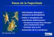 Pasos de la Fagocitosis