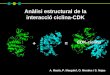 Anàlisi estructural de la interacció ciclina-CDK