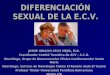 DIFERENCIACIÓN SEXUAL DE LA E.C.V
