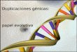 Duplicaciones génicas:  papel evolutivo