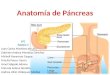 Anatomía de Páncreas