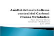 Anàlisi del metabolisme central del Carboni  Fluxos Metabòlics
