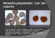 Nicandra physaloides-  Joá-de-capote