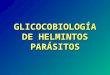 GLICOCOBIOLOGÍA DE HELMINTOS PARÁSITOS