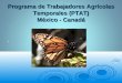Programa de Trabajadores Agrícolas Temporales (PTAT) México - Canadá