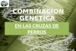 COMBINACION GENETICA