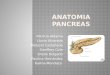 ANATOMIA PANCREAS