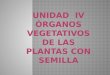 Unidad  iv órganos vegetativos de las plantas con semilla