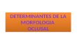 Determinantes de la  morfologia oclusal