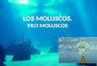 LOS MOLUSCOS. FILO MOLUSCOS