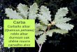 Carba Carballo albar  (Quercus petraea) roble albar durmast oak chêne rouvre carvalho alvo