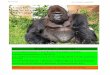 Gorilas lanza un SOS desde El Congo