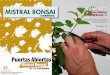 mistral bonsai2