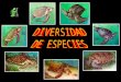Diversidad de especies de tortugas