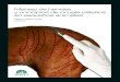 Manejo de heridas y principios de cirugía plástica en pequeños animales