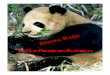 Alerta roja El Oso Panda en extinción