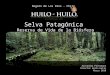 Presentación Selva Patagónica