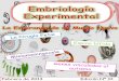 EMBRIOLOGIA EXPERIMENTAL